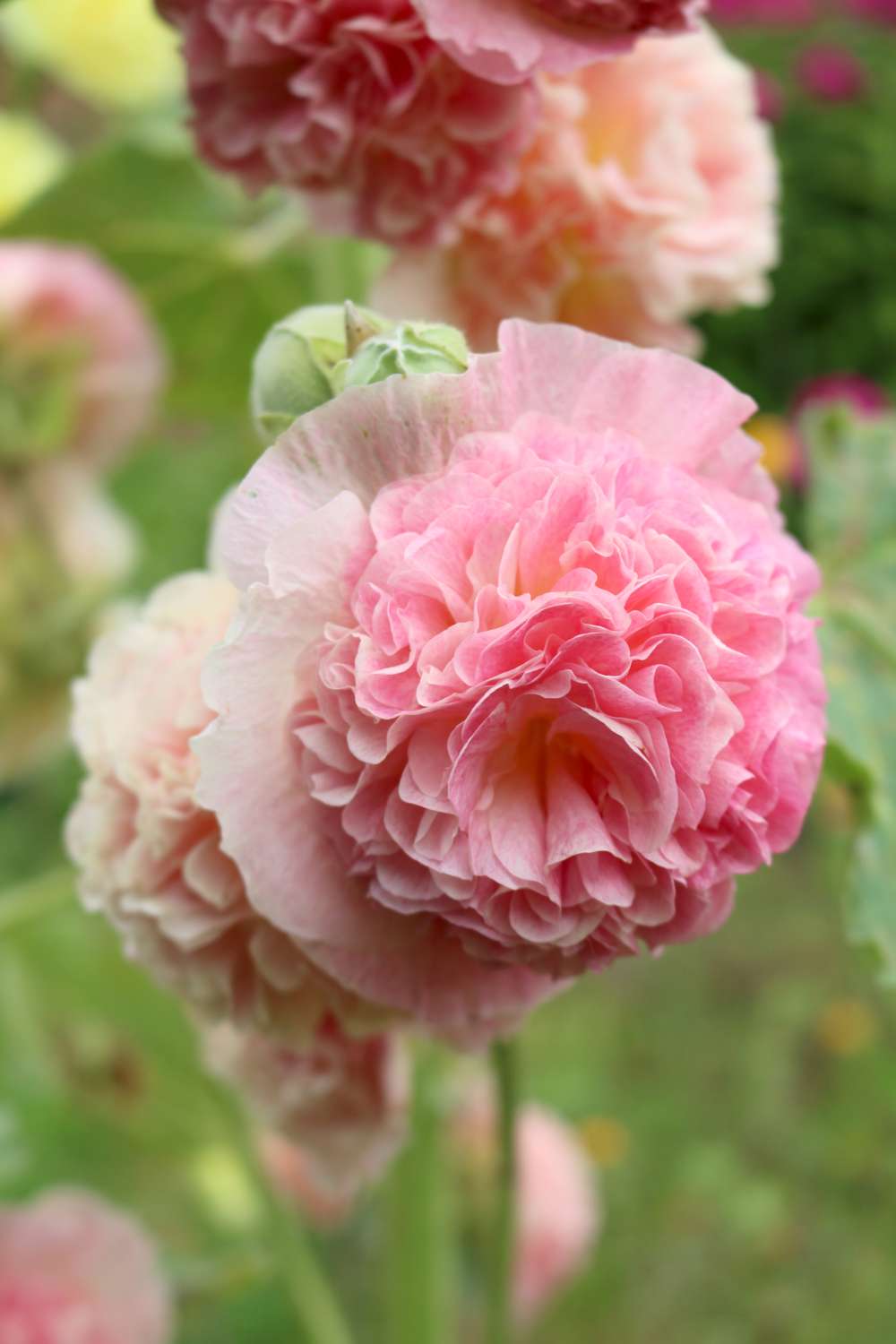 Stockros 'Peaches & Dreams'